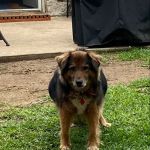 Thompson Veterinary Services