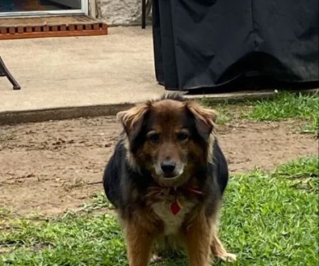 Thompson Veterinary Services