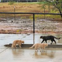 Walnut Creek Veterinary Hospital ico