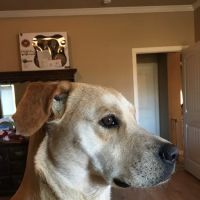 Main Street Veterinary ico
