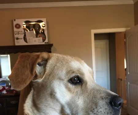 Main Street Veterinary