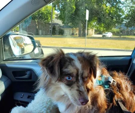 High Point Animal Hospital
