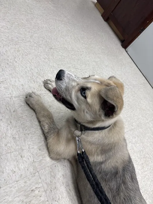 Spring Creek Pet Clinic Picture 1