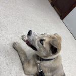 Spring Creek Pet Clinic