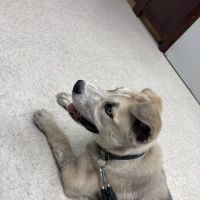 Spring Creek Pet Clinic ico