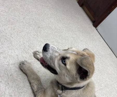 Spring Creek Pet Clinic