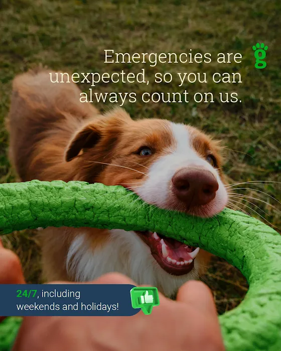 Greenlight Pet Hospital Picture 4