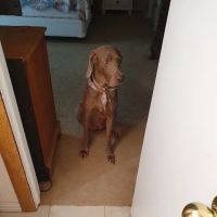 Chase Oaks Animal Clinic ico