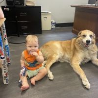 Legacy Drive Animal Hospital ico