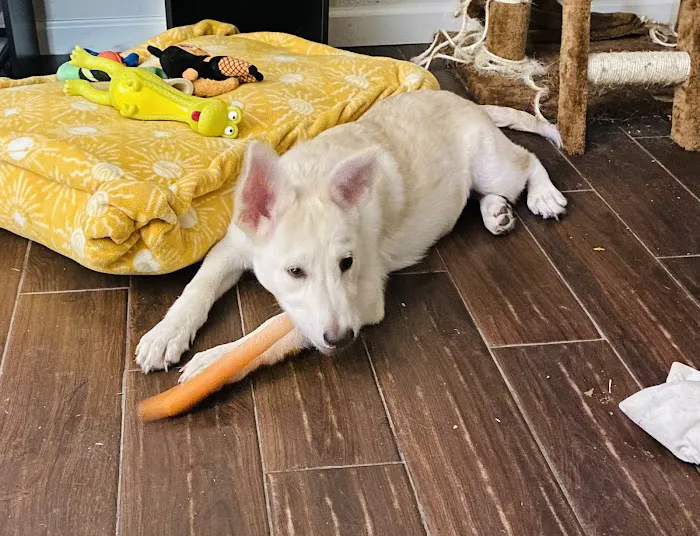 VCA North Plano Animal Hospital Picture 2