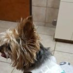 VCA North Plano Animal Hospital