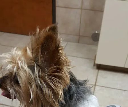 VCA North Plano Animal Hospital