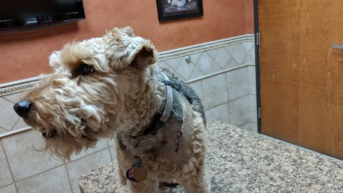 VCA North Plano Animal Hospital Picture 6