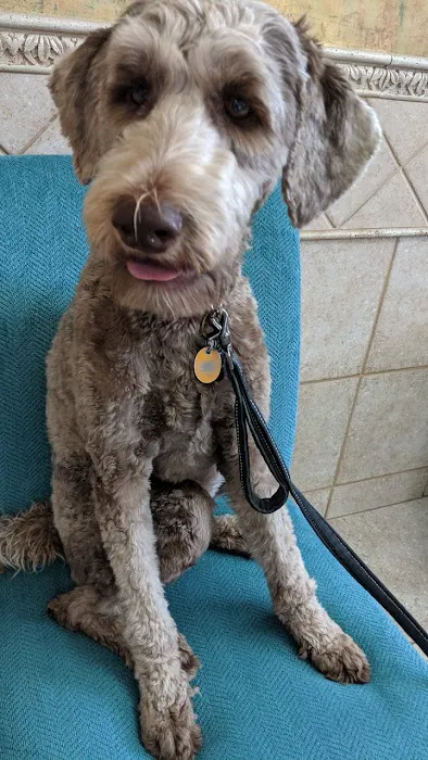 VCA North Plano Animal Hospital Picture 10