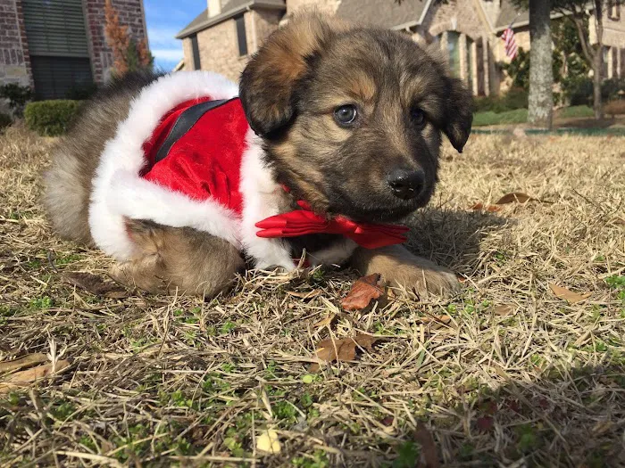 East Plano Murphy Pet Hospital Picture 5