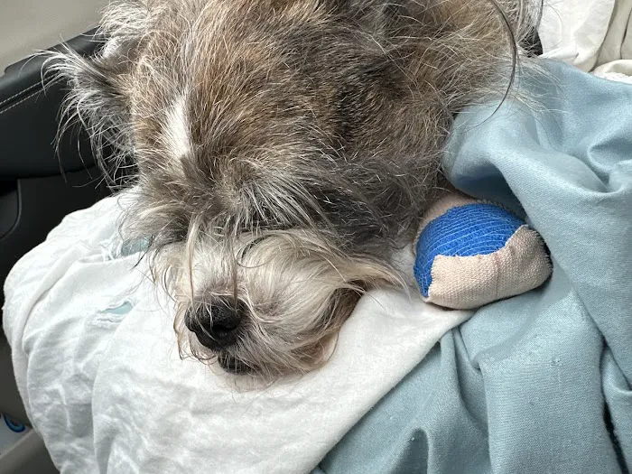 Murphy Veterinary Hospital Picture 1