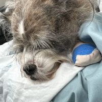 Murphy Veterinary Hospital ico