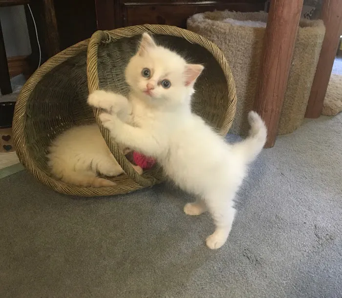 Ragdolls Totally Terrific Picture 1