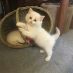 Ragdolls Totally Terrific
