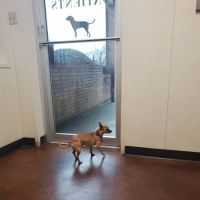 Animal Medical Clinic ico