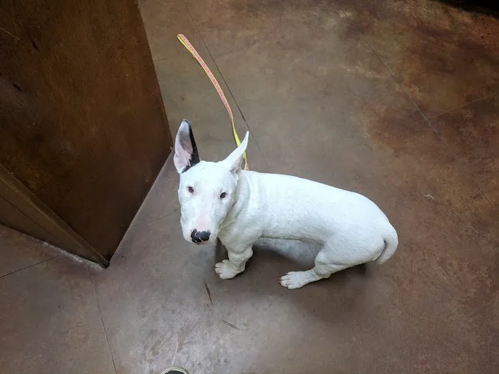 Animal Medical Clinic Picture 10