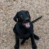 Northside Animal Clinic ico