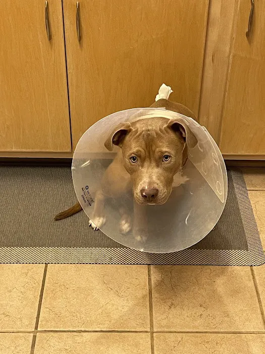 Northside Animal Clinic Picture 4