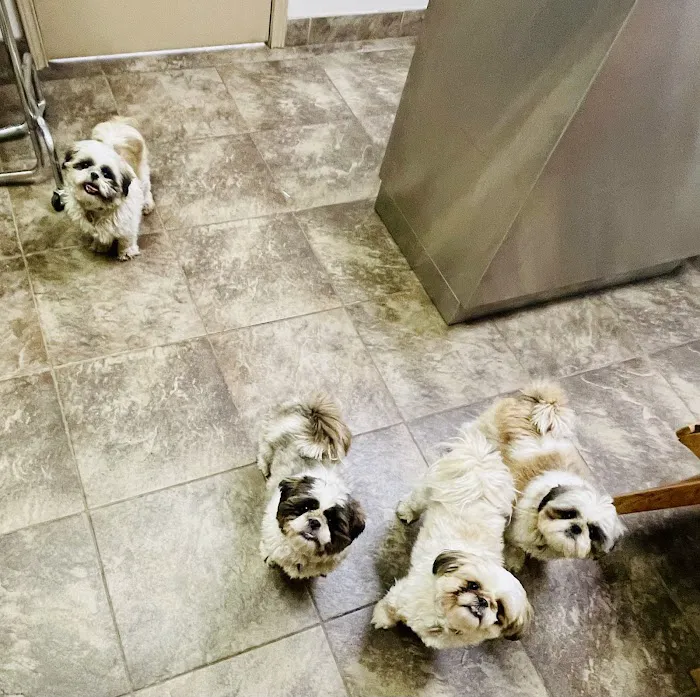 Northside Animal Clinic Picture 6