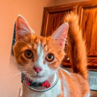 Nolan River Animal Hospital ico