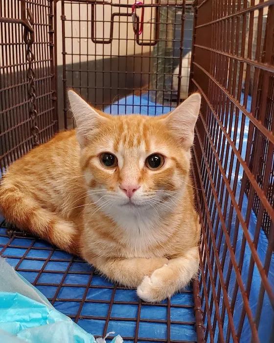 Texas Coalition for Animal Protection Picture 9