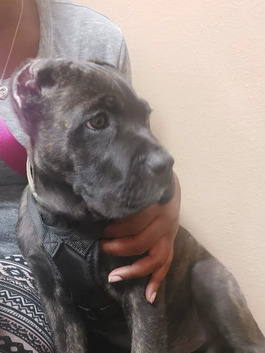 East Renfro Animal Clinic Picture 1