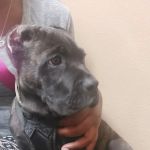 East Renfro Animal Clinic