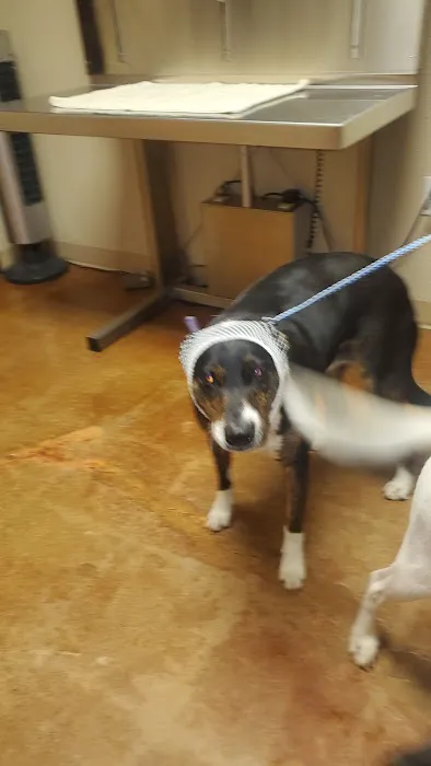 Rendon Rd Animal Clinic PC Picture 7
