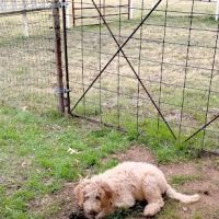 Joshua Animal Clinic ico