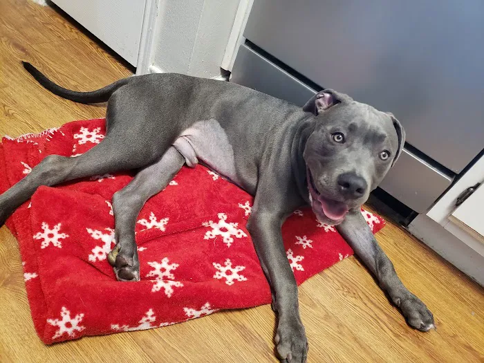 Joshua Animal Clinic Picture 8