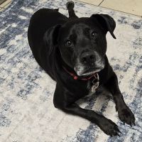 Guardian Veterinary Center ico