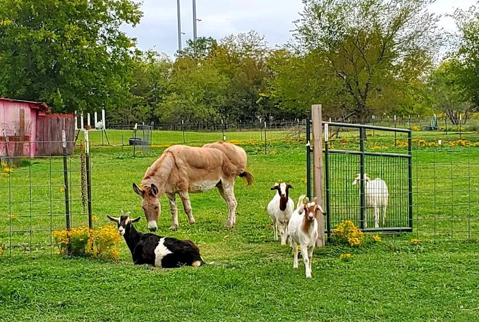 Country Friends Veterinary Clinic (CFVC) Picture 2