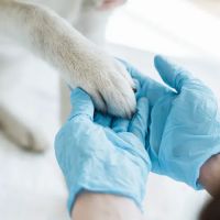 Quinlan Animal Clinic ico