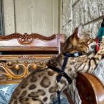 Texas Star Bengals