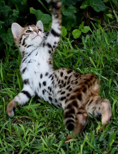 Texas Star Bengals Picture 3