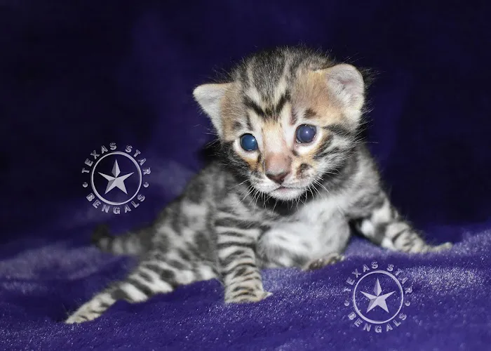 Texas Star Bengals Picture 5