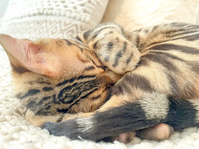 Texas Star Bengals Picture 9