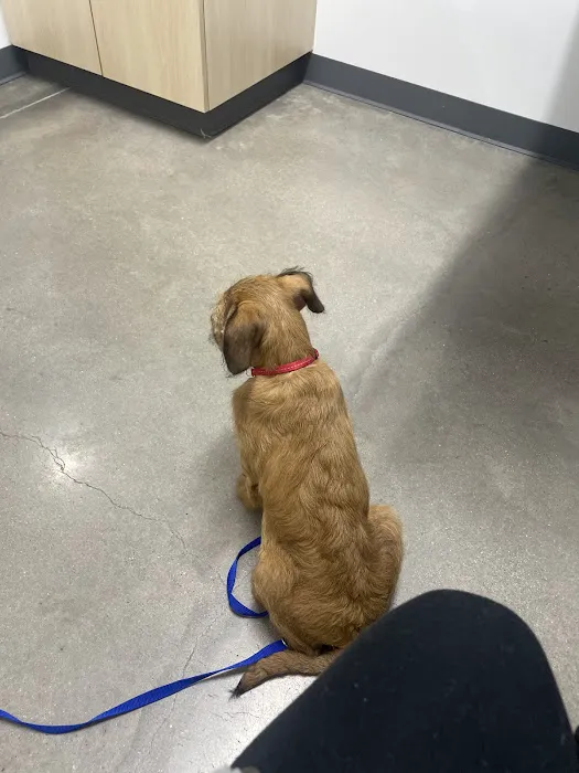 Thrive Pet Healthcare - Wylie Picture 1
