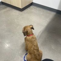 Thrive Pet Healthcare - Wylie ico