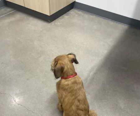 Thrive Pet Healthcare - Wylie