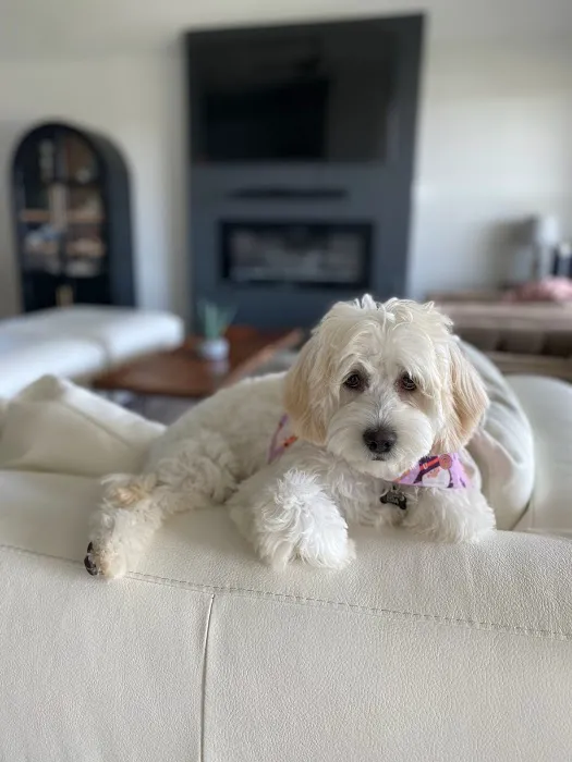 Thrive Pet Healthcare - Wylie Picture 6