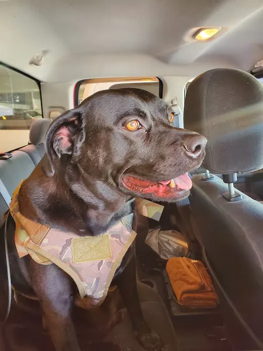 Thrive Pet Healthcare - Wylie Picture 5