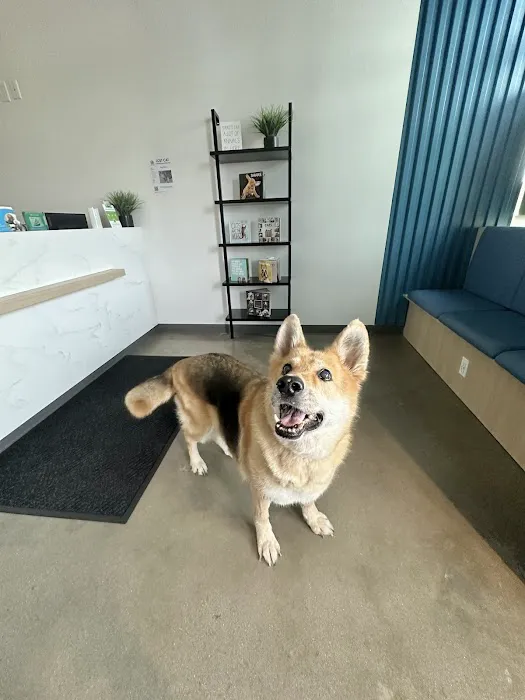 Thrive Pet Healthcare - Wylie Picture 2