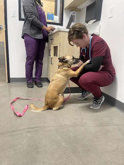 Thrive Pet Healthcare - Wylie Picture 3