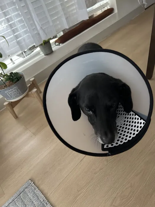 Thrive Pet Healthcare - Wylie Picture 7